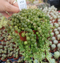 Load image into Gallery viewer, Senecio Rowleyanus
