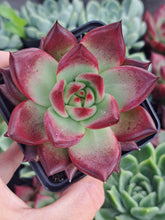 Load image into Gallery viewer, Echeveria agavoides Romeo Rubin x Colorata
