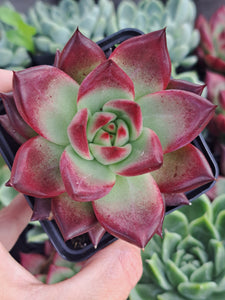 Echeveria agavoides Romeo Rubin x Colorata