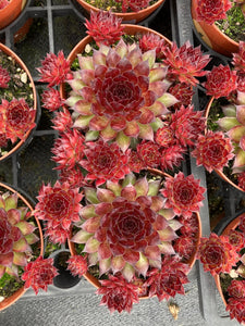 Sempervivum DARK BEAUTY