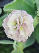 Load image into Gallery viewer, Auricula &#39;LEVERTON&#39; (D)
