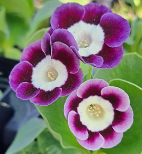 Auricula 'HAMARI' (A)