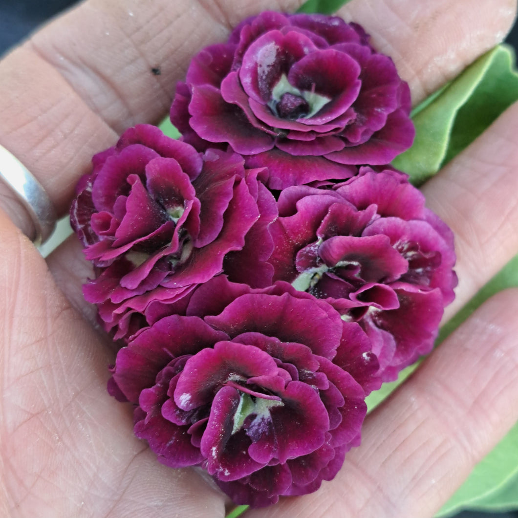 Auricula 'ELMERE' (D)