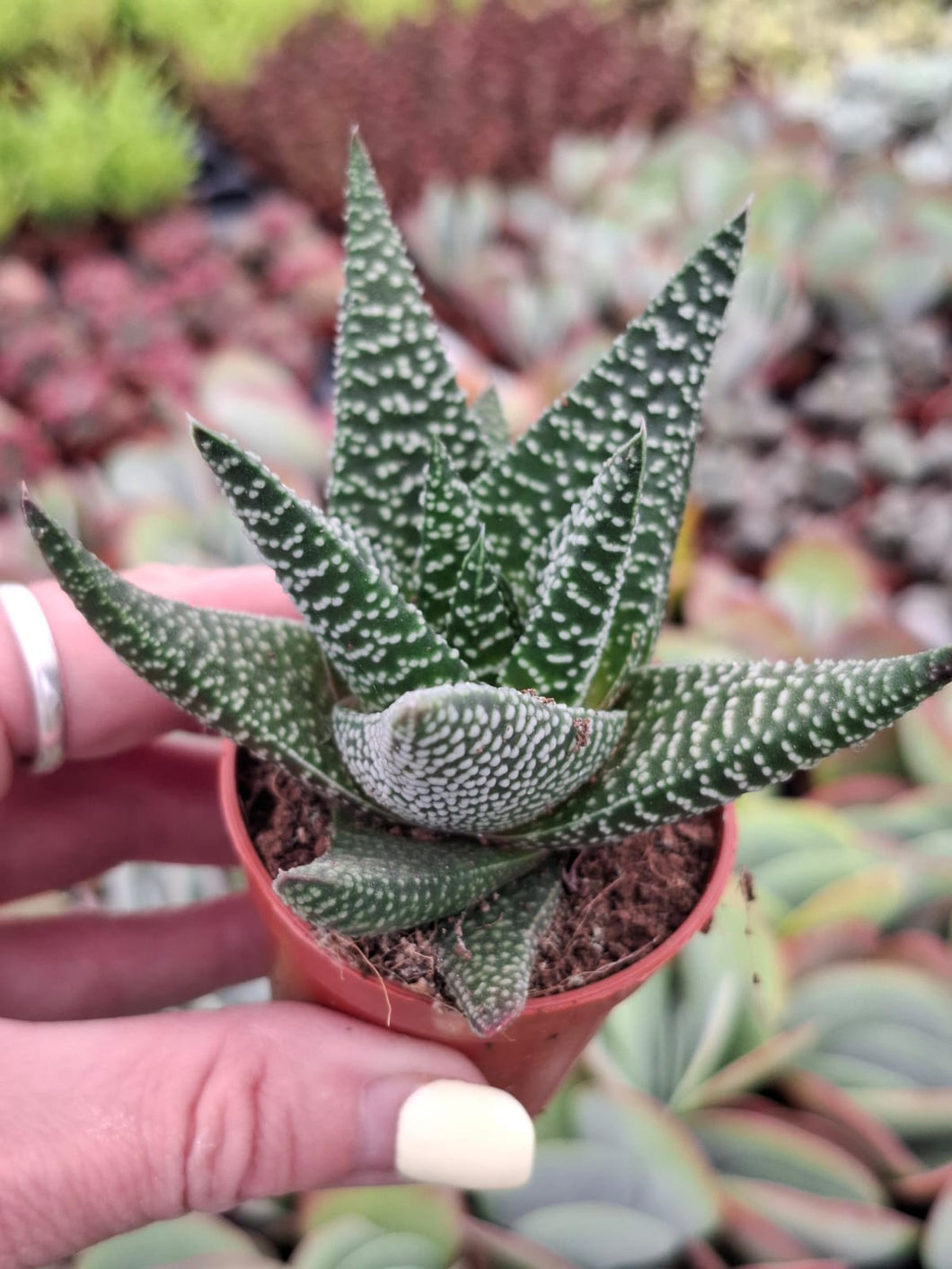 Haworthia 'Royal Highness'