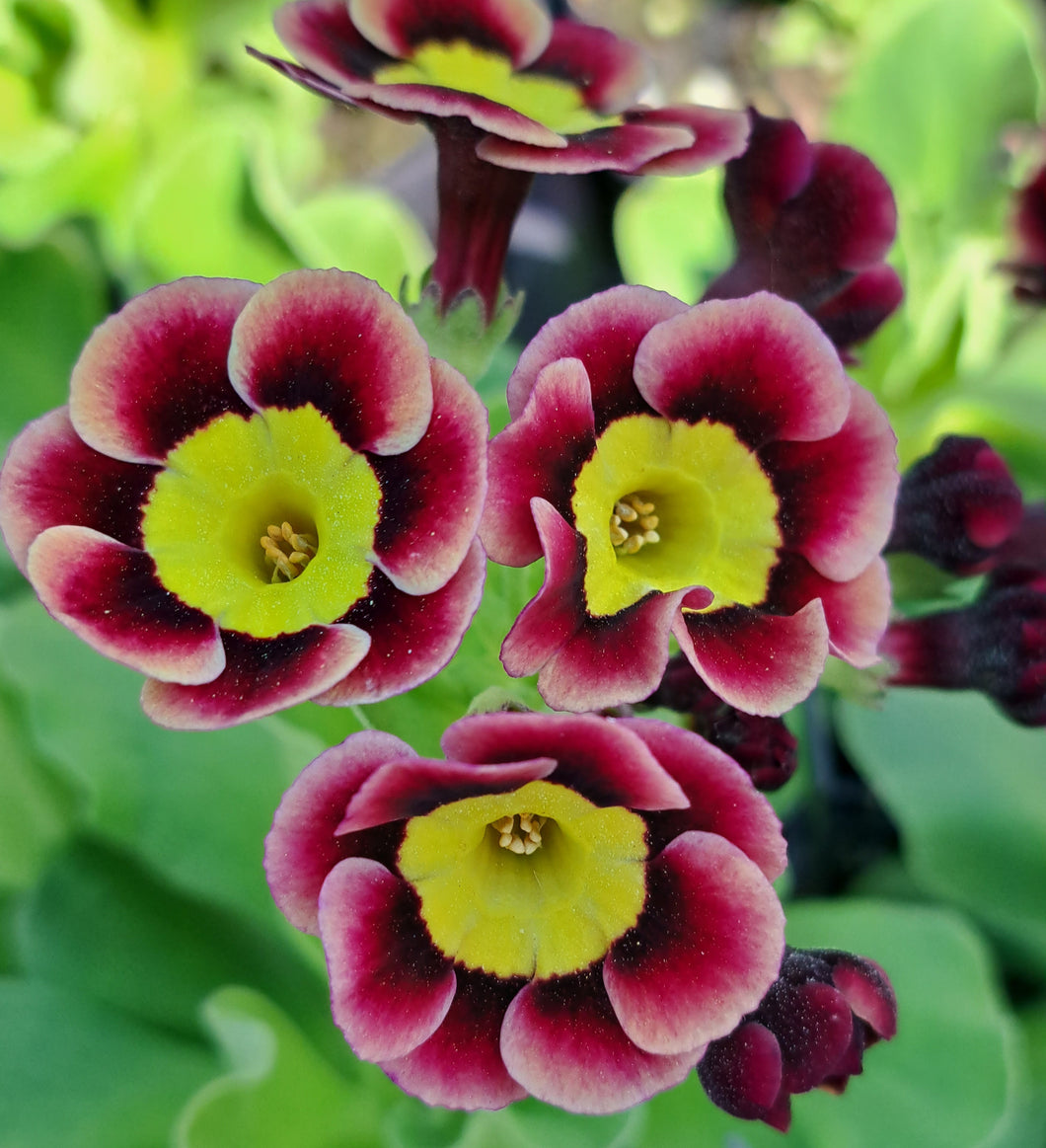 Auricula 'MAUREEN MILLWARD' (A)
