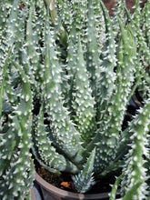 Load image into Gallery viewer, Aloe HUMILIS 5.5cm
