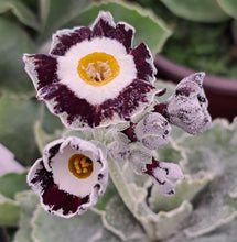 Load image into Gallery viewer, Auricula &#39;WHITE ENSIGN&#39; (Grey Edged)
