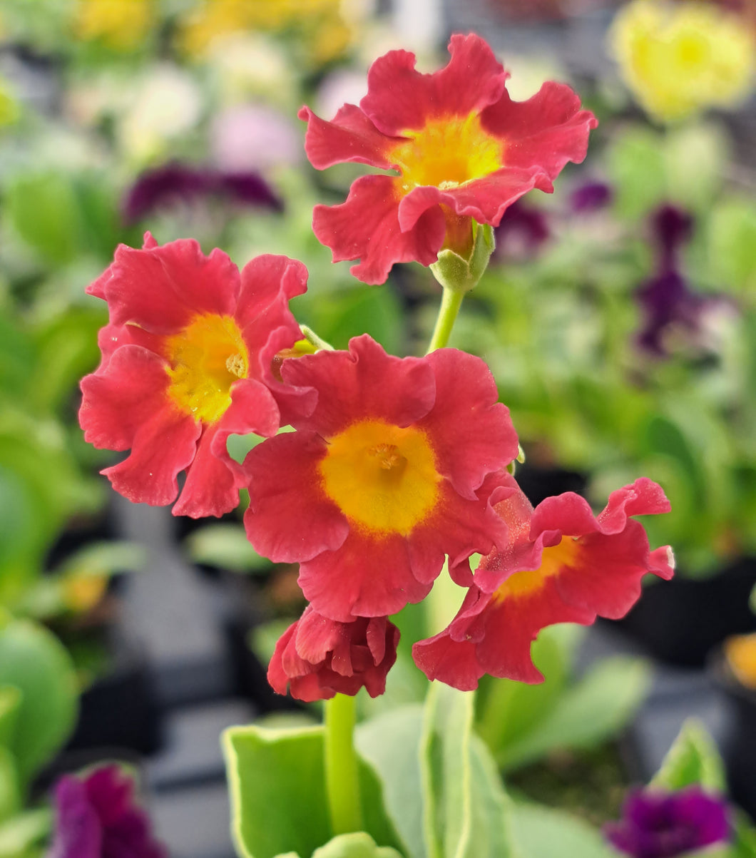Auricula 'SOUTHPORT' (B)