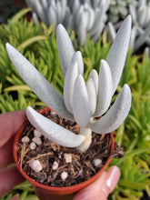 Load image into Gallery viewer, Senecio Haworthii 'Mont Blanc'
