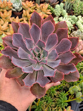 Load image into Gallery viewer, Echeveria NEON BREAKER
