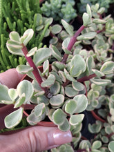 Load image into Gallery viewer, Crassula (Portulacaria) Afra VARIEGATA
