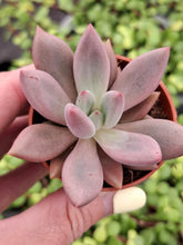 Load image into Gallery viewer, Pachyveria RUBY DONNA syn. Rosy Crow
