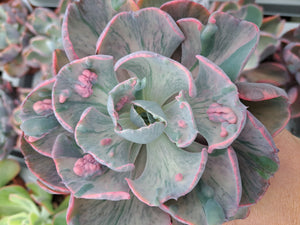 Echeveria Beyonce