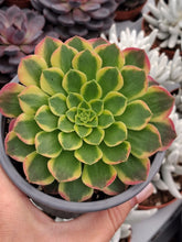 Load image into Gallery viewer, Aeonium SUNRISE syn. MORNING GLOW
