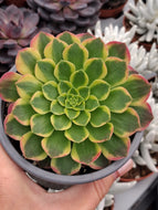 Aeonium SUNRISE syn. MORNING GLOW