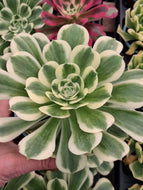 Aeonium ‘Maybach’ – Bright White Variegated Succulent