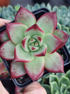 Echeveria agavoides Romeo Rubin x Colorata