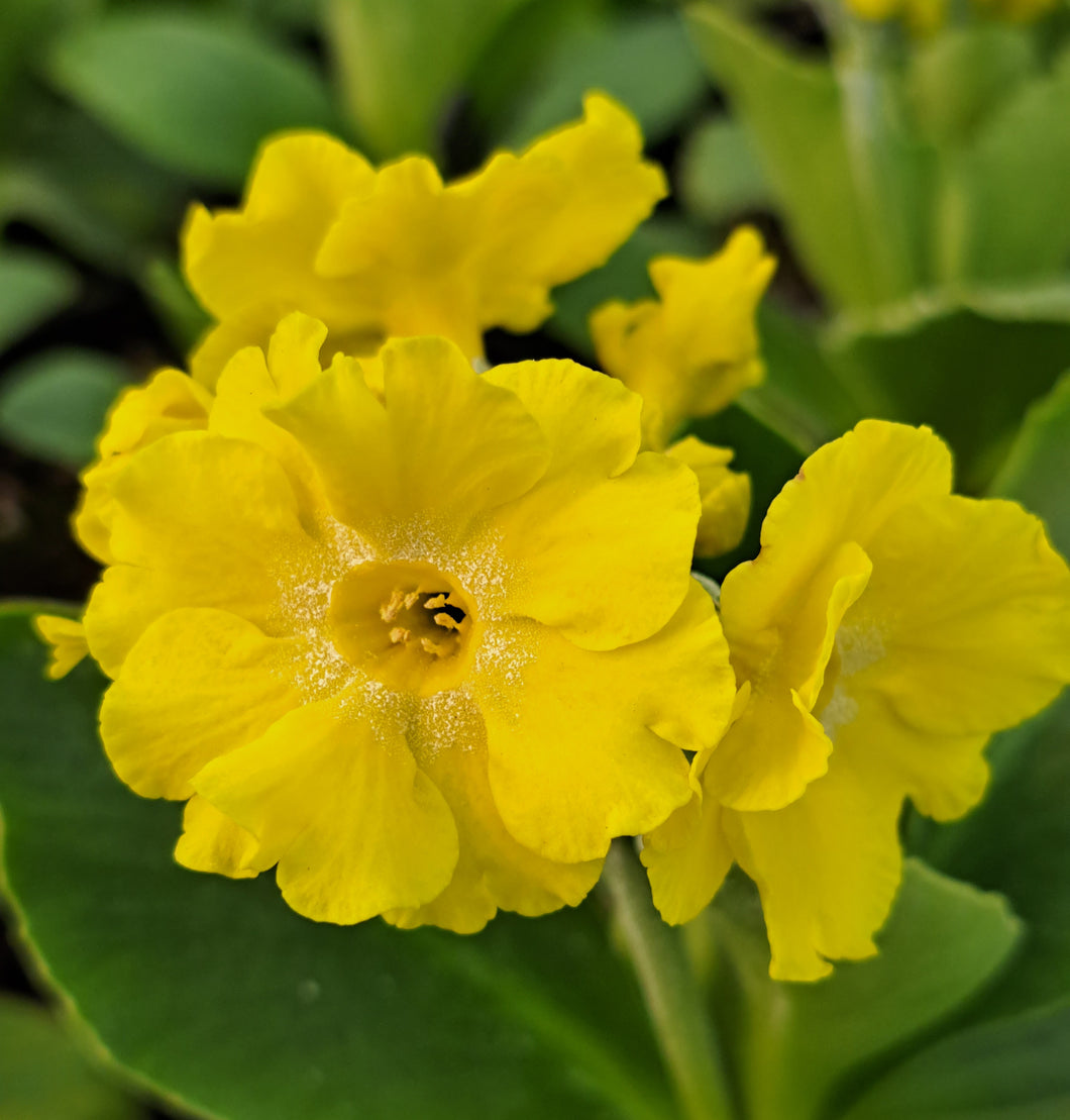 Auricula 'PARADISE YELLOW' (B)