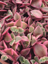 Load image into Gallery viewer, Crassula Marginalis Rubra f. Variegata "Calico Kitten"

