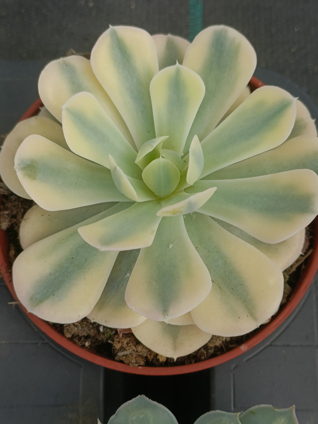 Echeveria Runyonii AKAIHOSI