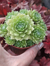 Load image into Gallery viewer, Sempervivum LEMON FLARE
