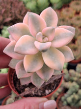 Load image into Gallery viewer, Graptoveria Titubans f. Variegata
