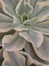 Load image into Gallery viewer, Echeveria JAPAN MOON RIVER
