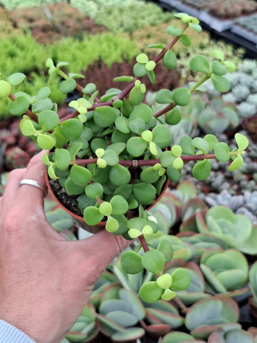 Crassula (Portulacaria) Afra 'Lemon'
