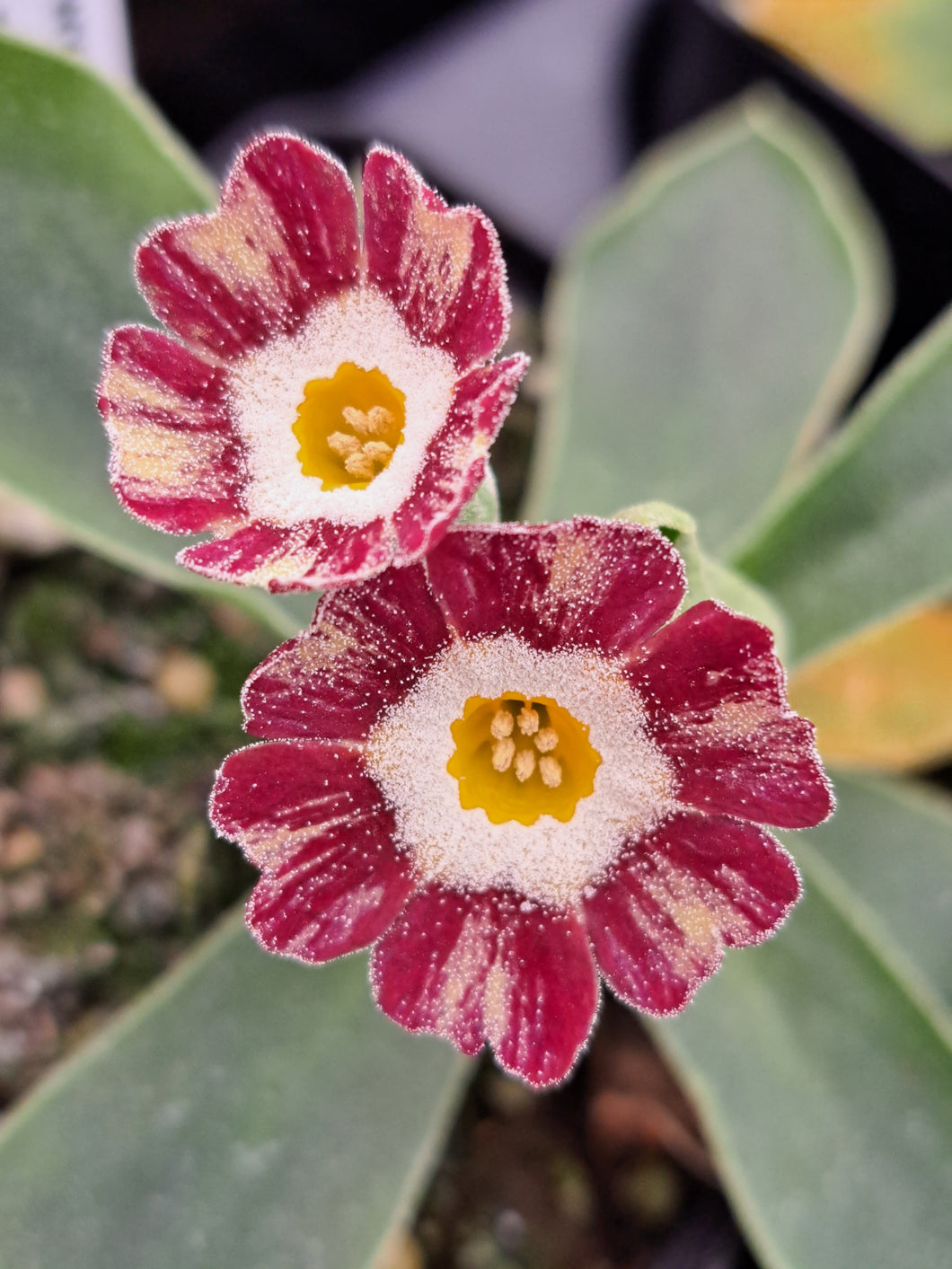 Auricula 'BLUSH BABY' (Str)