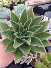 Load image into Gallery viewer, Echeveria MEXICANO syn. RUBELLA
