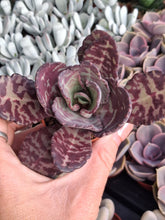 Load image into Gallery viewer, Kalanchoe humilis TIGER 5.5cm
