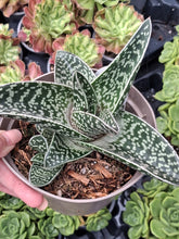 Load image into Gallery viewer, x Gasteraloe hybrid
