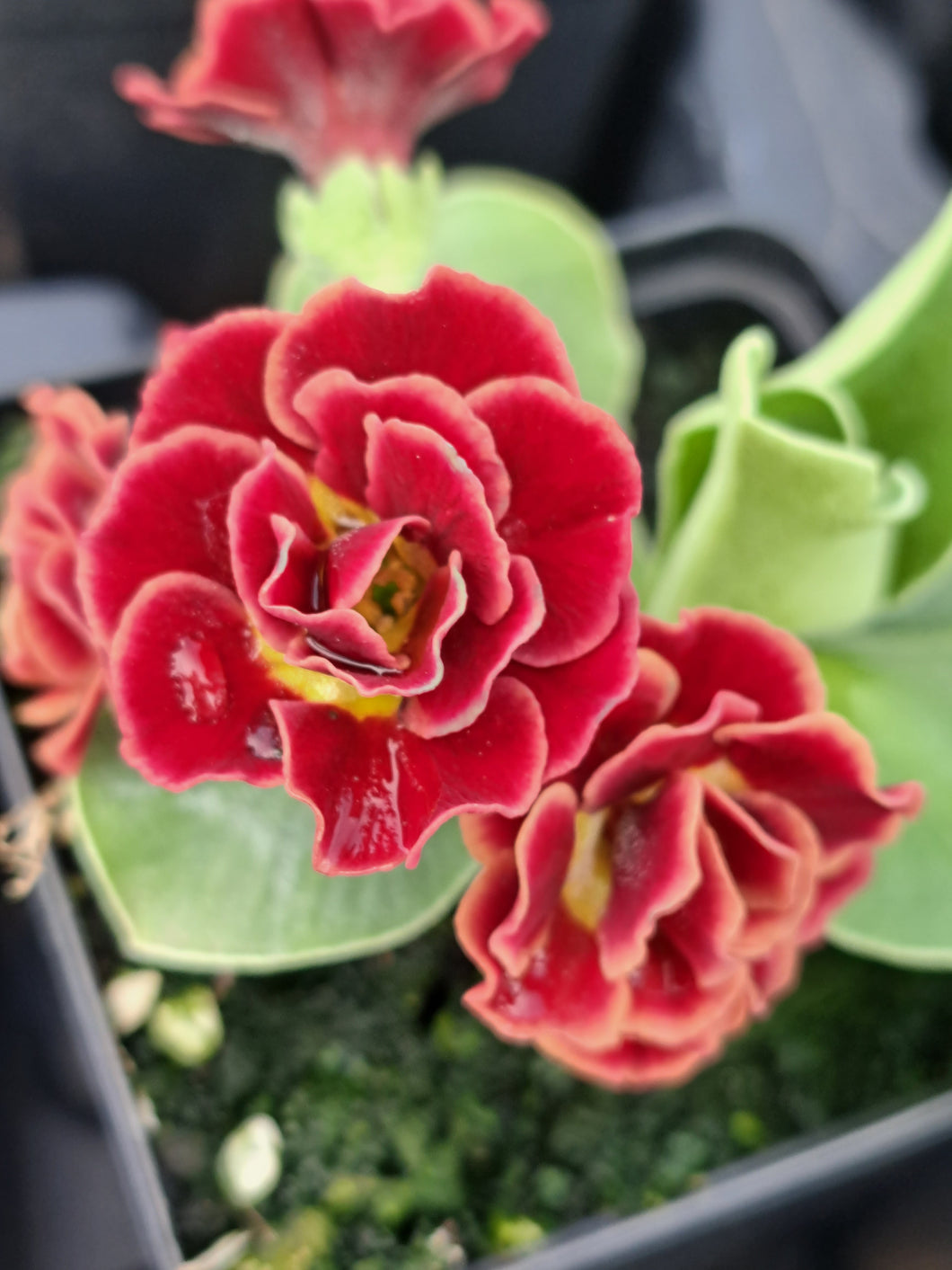 Auricula 'FITZROY' (D)