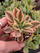 Load image into Gallery viewer, Aeonium LEUCOBLEPHARUM VARIEGATA
