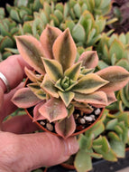 Aeonium leucoblepharum variegata – Rare UK-Grown Succulent