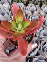 Load image into Gallery viewer, Crassula Capitella 'Campfire'
