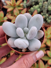 Load image into Gallery viewer, Pachyphytum Oviferum
