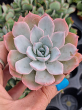Load image into Gallery viewer, Echeveria Subsessilis
