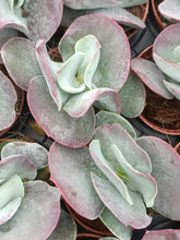 Load image into Gallery viewer, Cotyledon undulata &#39;Red Flame&#39;
