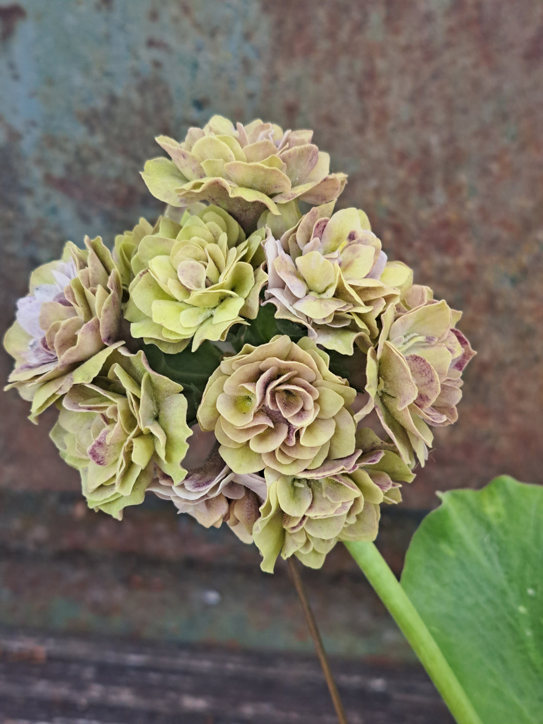 Auricula 'LILAC LADYWOOD' (D)