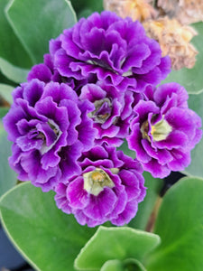 Auricula 'BLUE FRILLS' (D)
