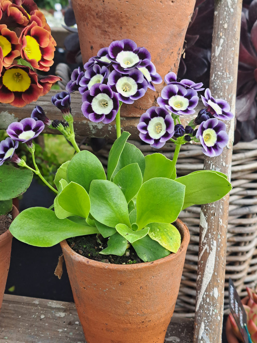 Auricula 'MURIEL JAMES' (A)