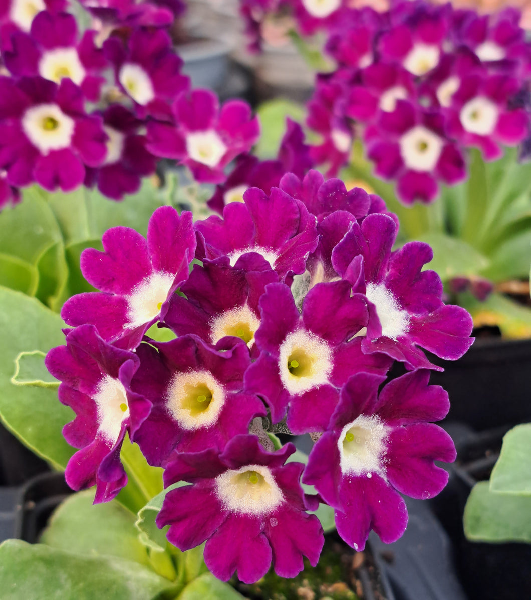 Auricula 'PURPLE ROYALE' (B)