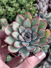 Load image into Gallery viewer, Echeveria PELUSIDA 5.5cm
