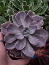 Load image into Gallery viewer, x Graptoveria 'Mrs. Richards' f. Variegata
