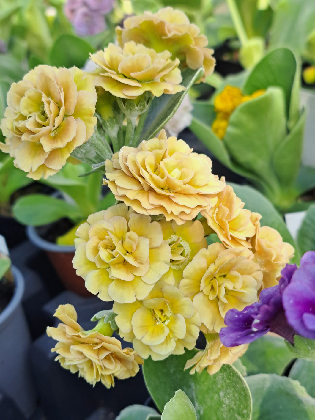 Auricula 'MR BOJANGLES' (D)