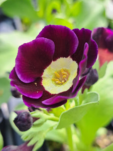 Auricula 'ROXBURGH' (A)
