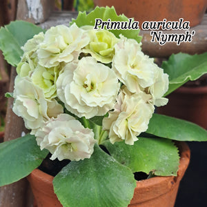 Auricula 'NYMPH' (D)