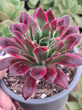 Load image into Gallery viewer, Aeonium PEACOCK syn. Black Magic VARIEGATED

