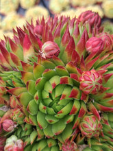 Load image into Gallery viewer, Jovibarba hirta 'Emerald Joy'
